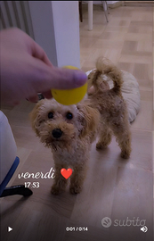 Ciao barboncino dolce maschio 6 mesi