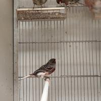 Arlecchino portoghese