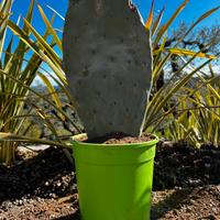 Piante grasse Agave variegata e Ficho D’india