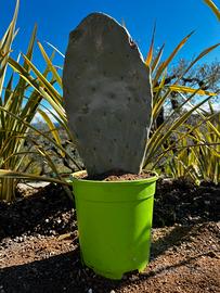 Piante grasse Agave variegata e Ficho D’india