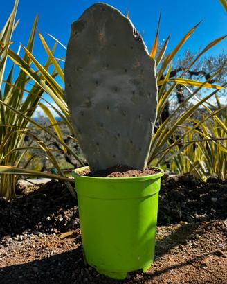 Piante Agave  e Ficho D’india