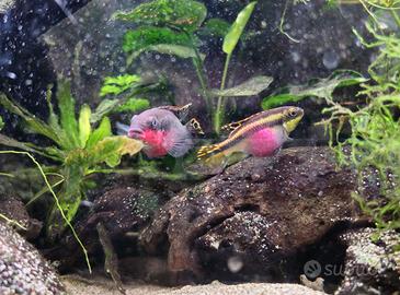 Coppia Pelvicachromis pulcher Super red