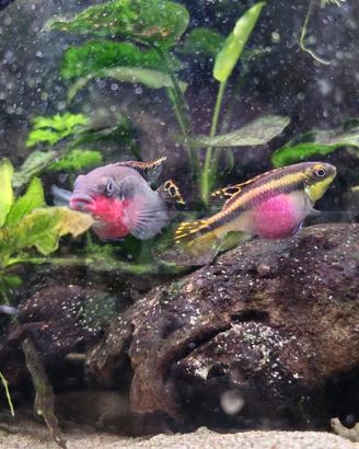 Coppia Pelvicachromis pulcher Super red
