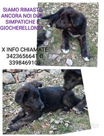 Cani incrocio femmine