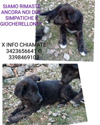 Cani incrocio femmine