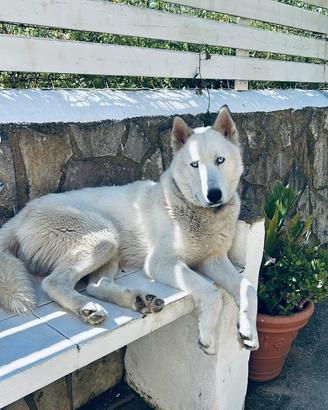 Husky Siberiano