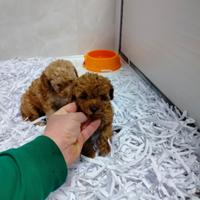 Barboncino mini toy red 2F 2M anche a rate