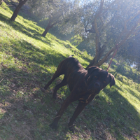 Cane corso