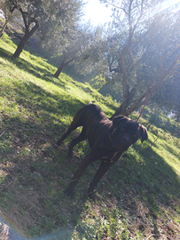 Cane corso