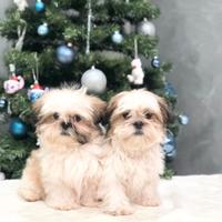 Shih tzu