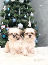 Shih tzu