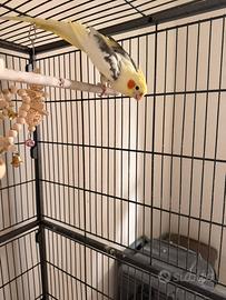 Calopsite maschio 2 anni