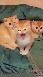 British short hair cuccioli disponibili