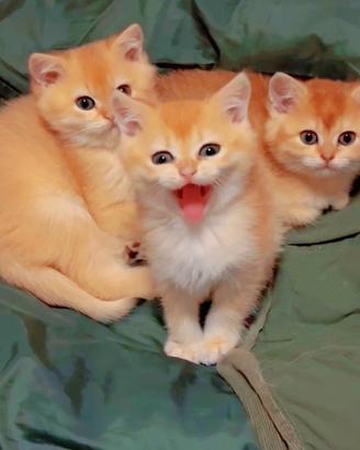 British short hair cuccioli disponibili