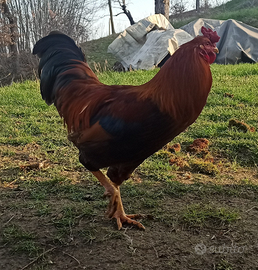 Gallo ruspante