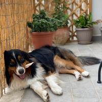 Pastore australiano nero tricolore per monta