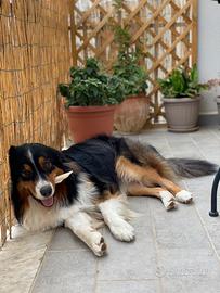 Pastore australiano nero tricolore per monta