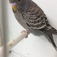 Cocorite BF faccia nera