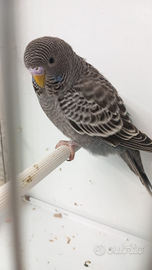 Cocorite BF faccia nera