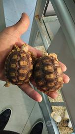 Coppia di tartarughe sulcata