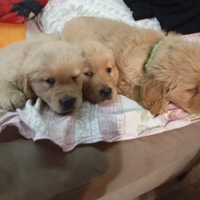Cuccioli di Golden retriever