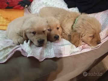 Cuccioli di Golden retriever