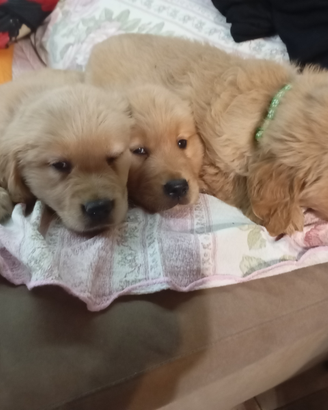 Cuccioli di Golden retriever
