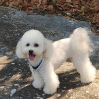 Cucciolo di Barboncino Toy