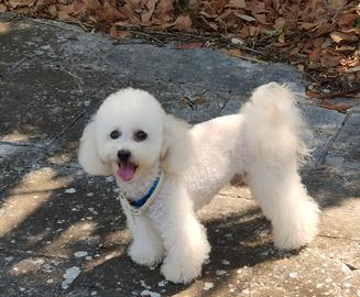 Cucciolo di Barboncino Toy