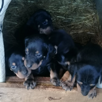 Grifo nero della valnerina