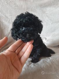 Splendido cucciolo di Barboncino Total Black nero