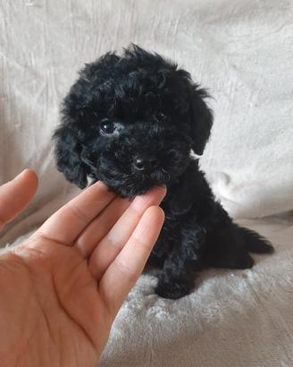 Splendido cucciolo di Barboncino Total Black nero
