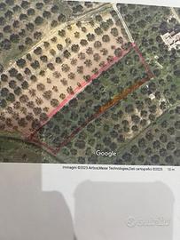 Terreno con 44 alberi di ulivo recintato