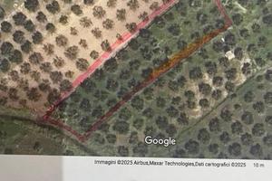 Terreno con 44 alberi di ulivo recintato