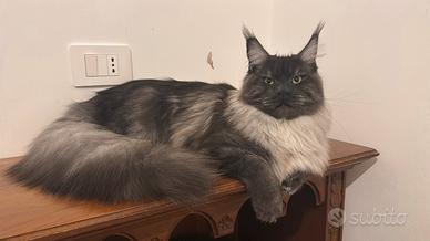 Maine Coon