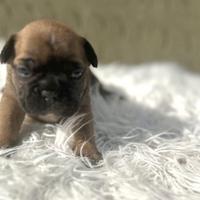 Bulldog francesi maschi esotici