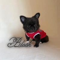 Chihuahua maschio a pelo lungo con pedigree enci
