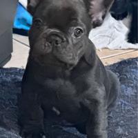 Cucciolo di bulldog francese