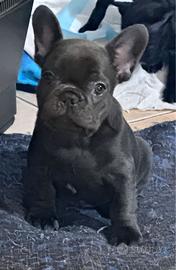 Cucciolo di bulldog francese
