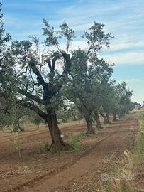 Terreno agricolo