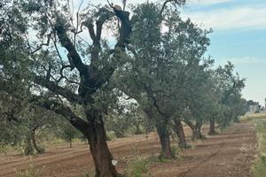 Terreno agricolo