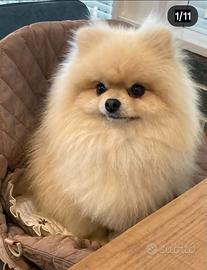 Cuccioli Pomeriana