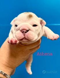 Cuccioli di BullDog Inglese