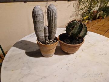 piante cactus
