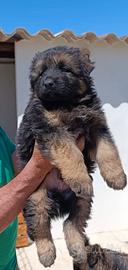 Pastore tedesco pelo lungo