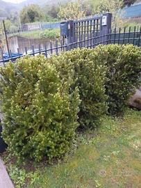 3 Piante di tasso alte 130 cm.