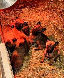 Cuccioli di pastore belga Malinois