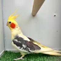 Calopsite pappagalli