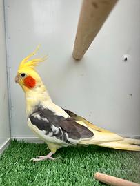 Calopsite pappagalli