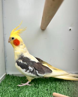 Calopsite pappagalli